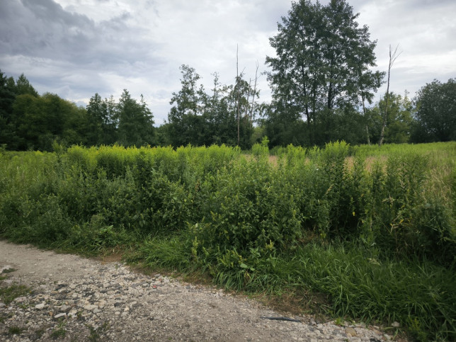 Działka Sprzedaż Glinianka Skowronka 6